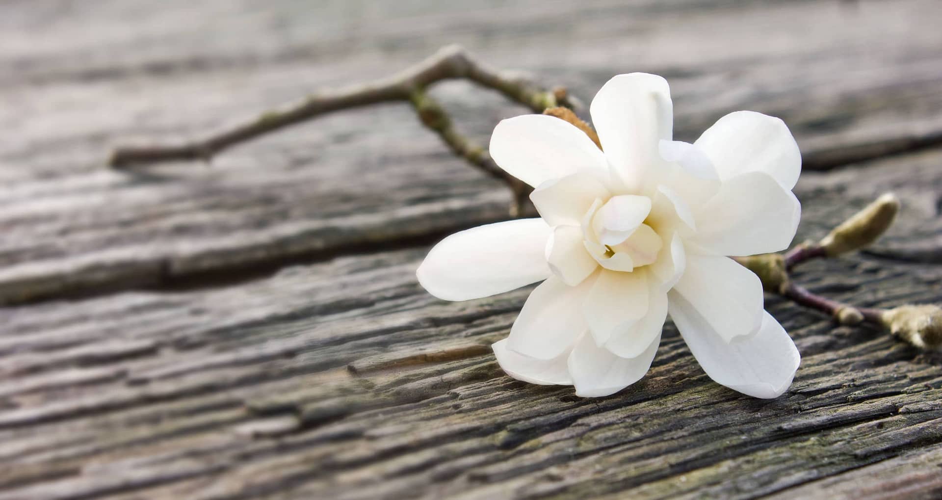 Witte bloemen bij overlijden